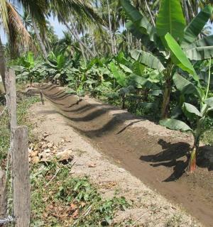 a dirt road next to a bunch of banana trees