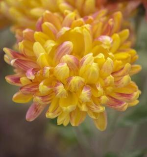 en gul og lyserød blomst vises