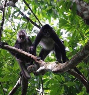 两只猴子坐在树枝上