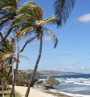 شجرتي نخيل على شاطئ مع المحيط