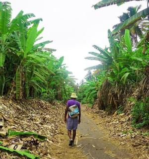 a man walking down a dirt road in a banana plantation