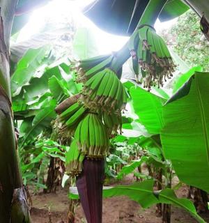 a bunch of green bananas hanging from a banana tree