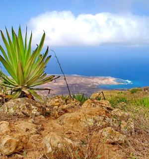 山顶上的植物与海洋