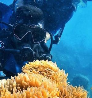 a diver taking a picture of an coral reef