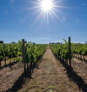 一片葡萄藤田，天空中阳光明媚