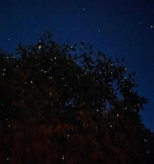 夜晚的树和天空中的星星