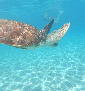 一只绿海龟在水中游泳