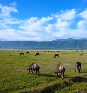 一群在草地上吃草的动物