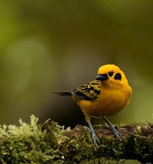 一只黄色的鸟坐在树枝上