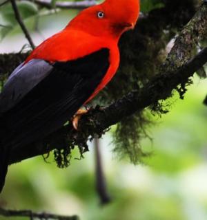 一只红鸟坐在树枝上