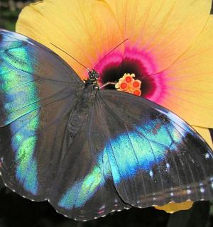 a butterfly sitting on top of a flower