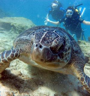 一只绿海龟和一名潜水员在海里游泳