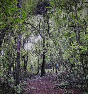 les plný stromů a prašné cesty