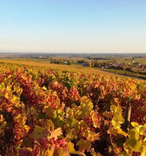 pole barevných rostlin v poli