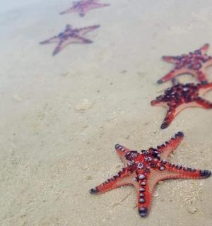 four starfish laying on the sand on the beach