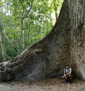a person sitting in front of a large tree
