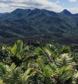 a view of a mountain with palm trees and mountains
