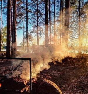 oheň hoří v lese se stromy