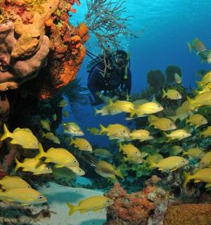 一名潜水员在海里与一群鱼