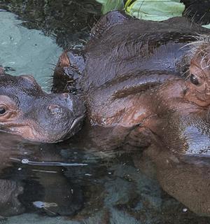 two hippos swimming in the water