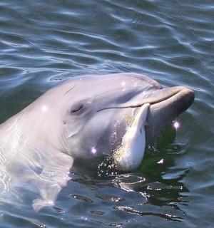 a dolphin in the water with its mouth open