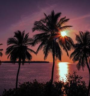 日落前的一组棕榈树