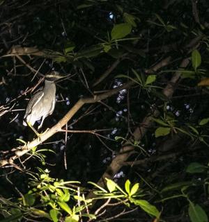 a bird perched on a branch of a tree