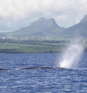 a whale in the water with mountains in the background