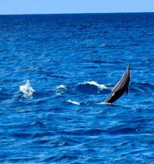 a dolphin in the middle of the ocean