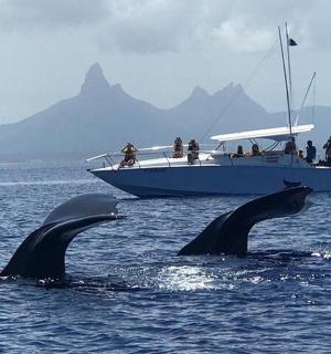 two dolphins in the water in front of a boat