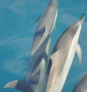 一群白鲨在水中游动