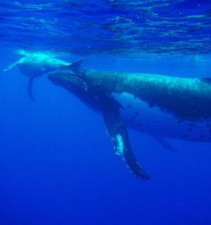 ein Walhai, der im blauen Wasser schwimmt