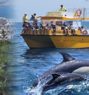 a dolphin swimming in the water next to a boat