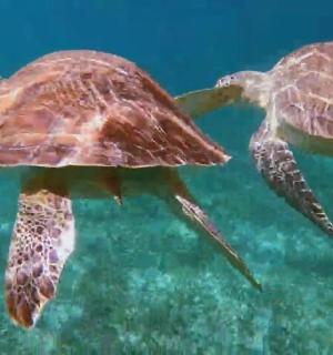 two turtles swimming in the water