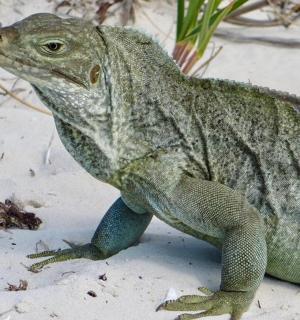 一只绿鬣蜥坐在沙滩上