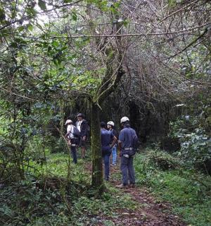 一群人在树林里的小路上行走