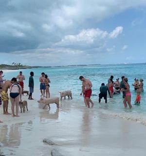 a group of people standing on a beach with dogs