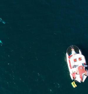 вид зверху на човен і кита в океані