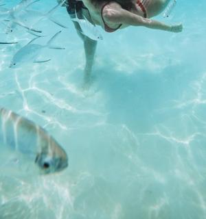 a person in the water with a group of fish