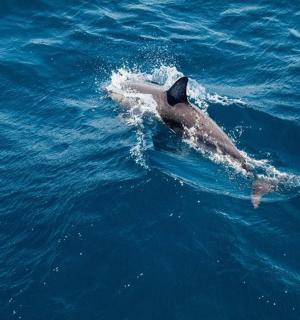 a dolphin is swimming in the water