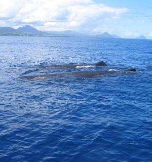 两只海豚在海里游泳