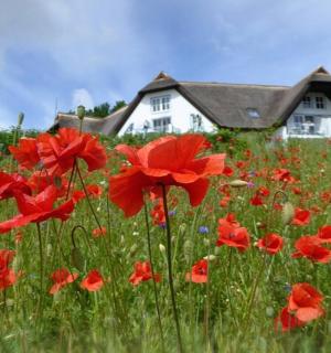 房子前面的一片红花田