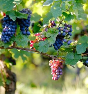 a bunch of red and blue grapes hanging from a tree