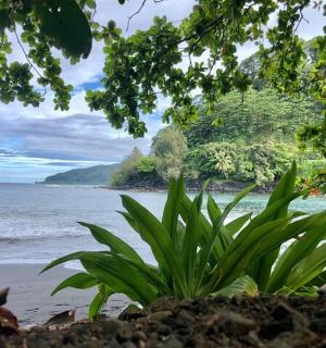 a plant sitting on a beach near the water