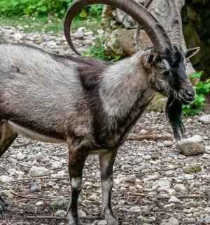koza s velkými rohy stojící na skalnaté zemi