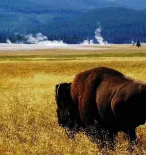 a horse grazing in a field of tall grass