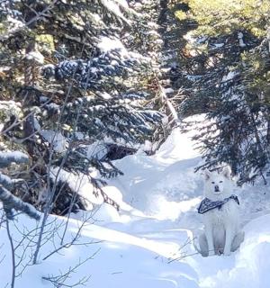 a stuffed polar bear standing in the snow