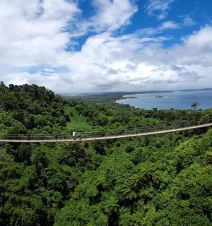 a suspension bridge in the middle of a forest