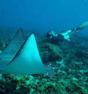 a person swimming in the ocean next to a stingray