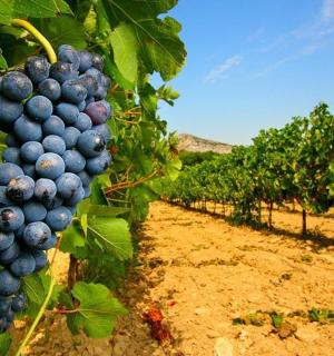 a bunch of blue grapes hanging from a tree